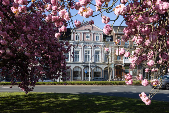 Uitzicht op Dental Clinics Maastricht Centrum boom roze bloemen op voorgrond