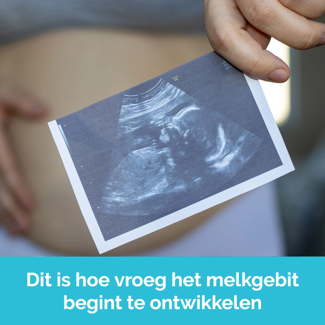 Ontwikkeling melkgebit baby tijdens zwangerschap - mondverzorging zwangerschap Dental Clinics