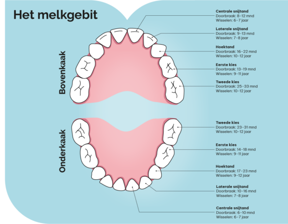 Dental Clinics - Afbeelding melkgebit met leeftijden doorbreken en wisselen melktanden